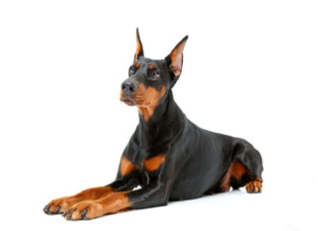 dobermann for sale