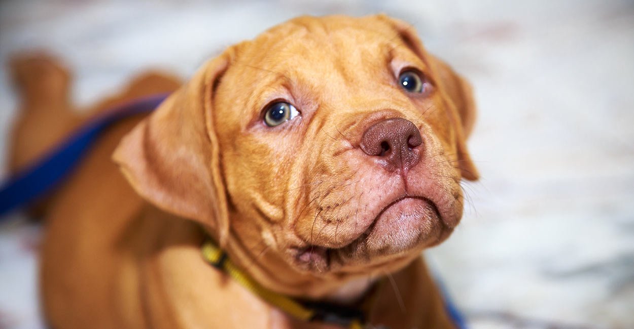 dog breeds red nose pitbull