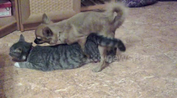 dog mating with a cat