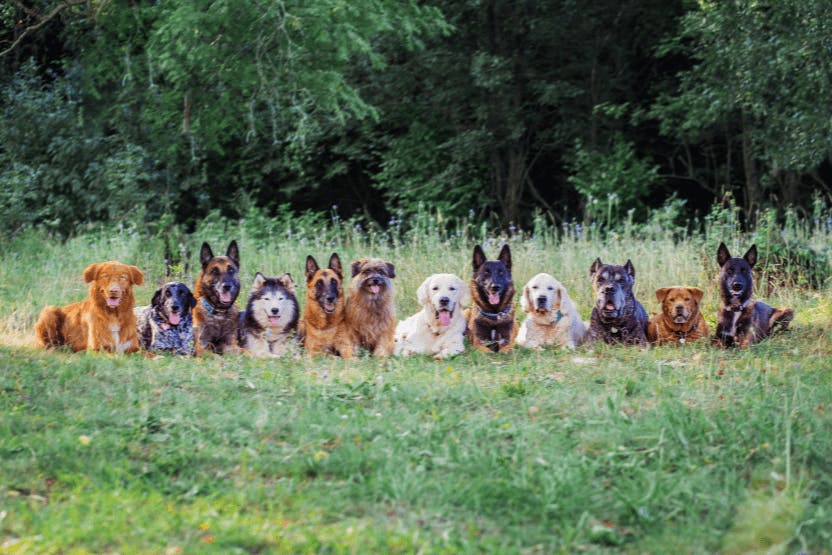 dog meetup groups near me