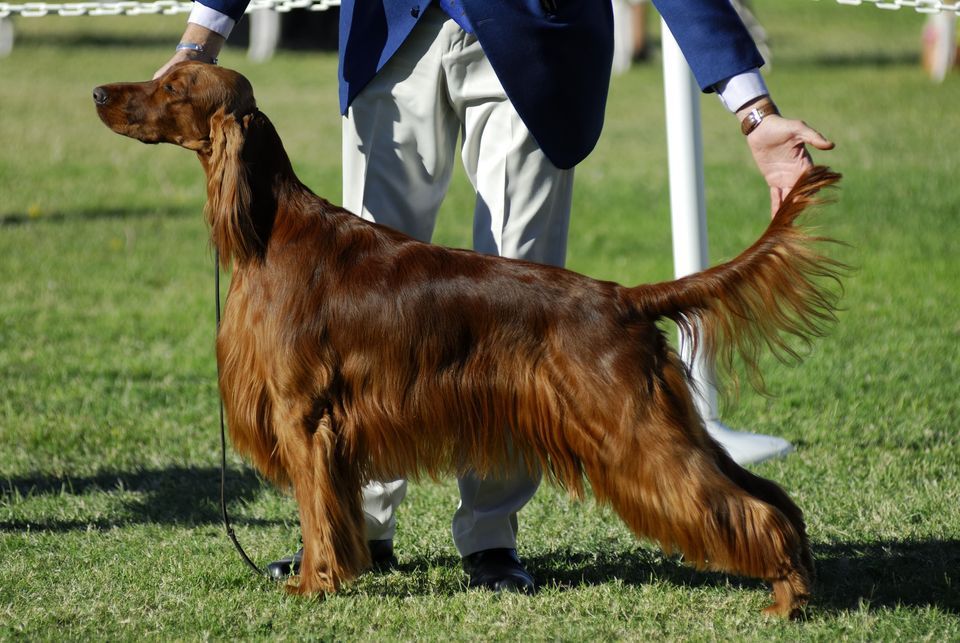 dog show in brooksville