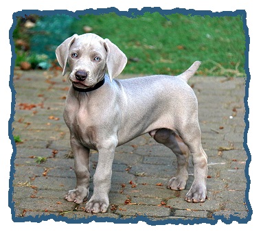 dog weimaraner puppy for sale