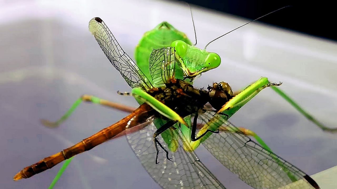 dragonfly vs praying mantis