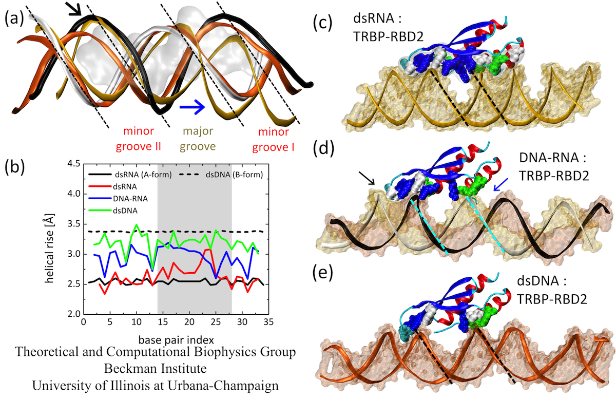 dsrna full form