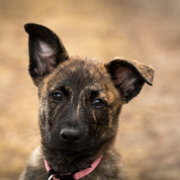 dutch shepherd rottweiler mix