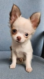 chihuahua dogs for sale in nottingham