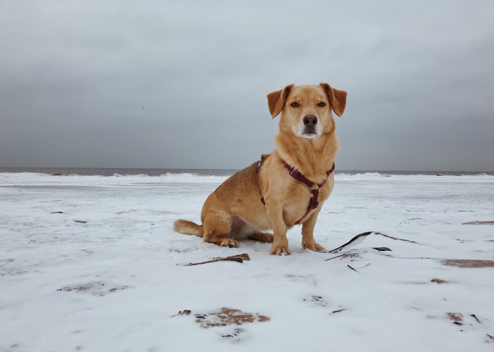 labrador retriever corgi mix