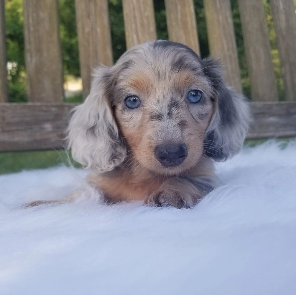 miniature dachshund for sale