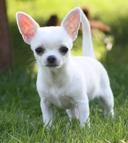 perro de bolsillo precio