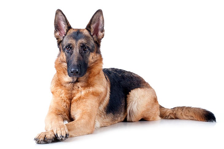 german shepherd images