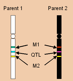 quantitative trait loci