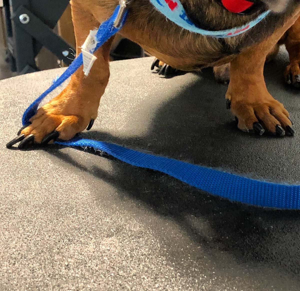 petsmart nail clipping