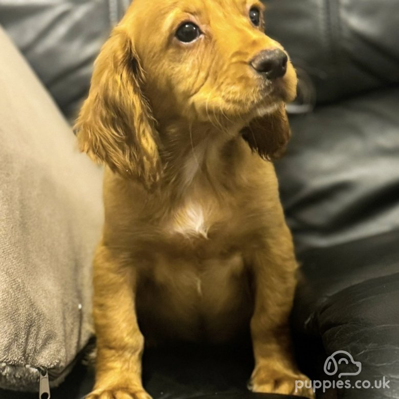 cocker spaniel puppies for sale dorset