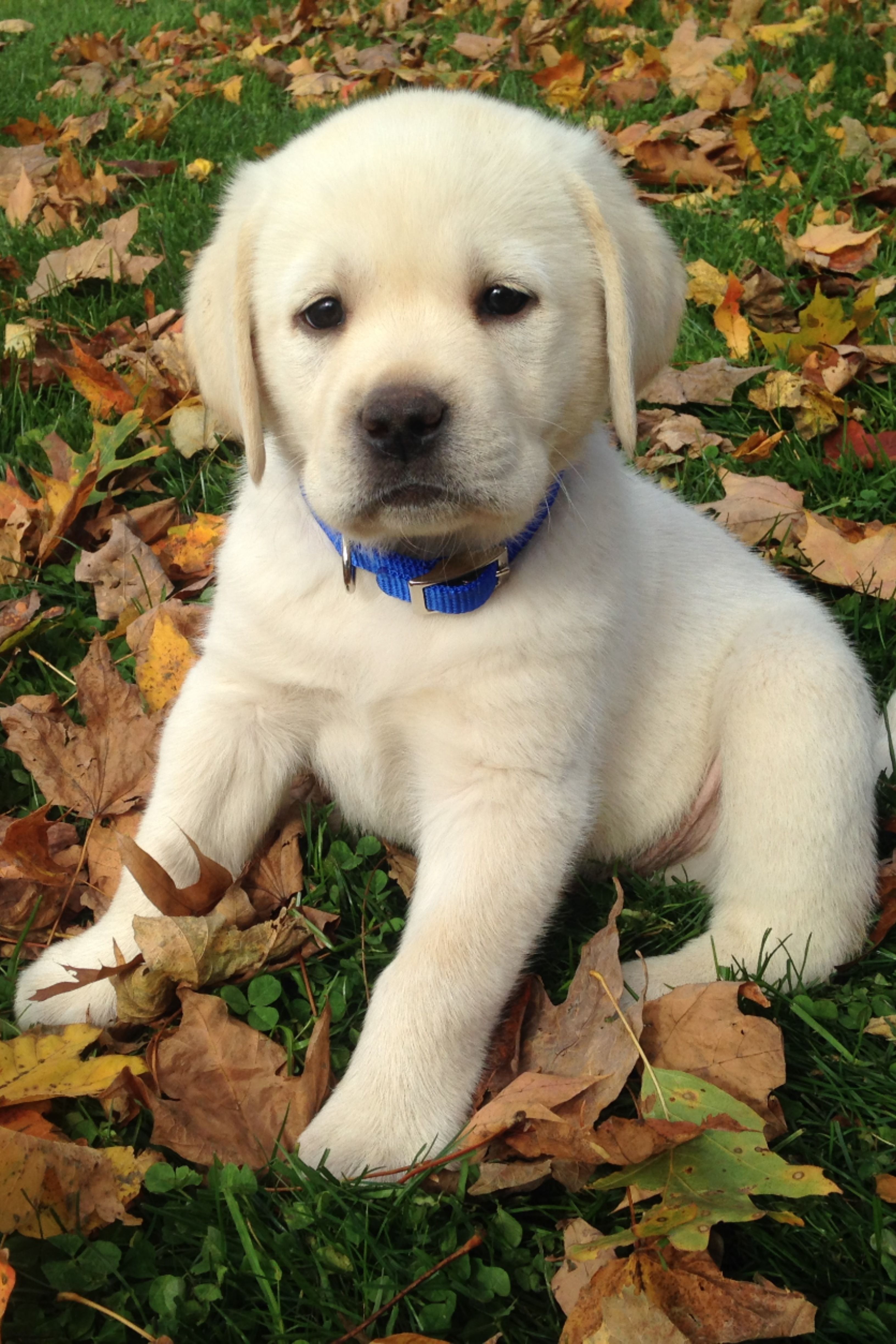 cute labrador puppies