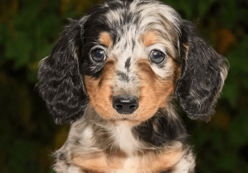 fluffy sausage dog puppy