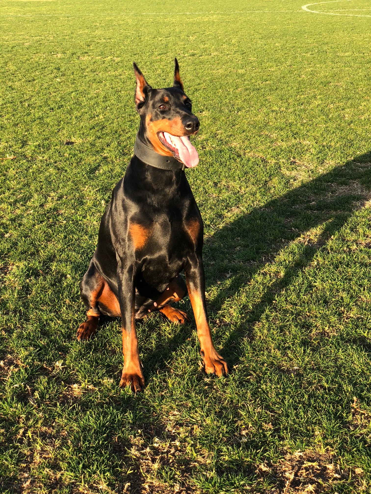 doberman puppies for sale perth