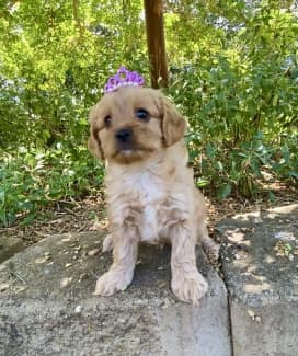 puppies for sale canberra queanbeyan