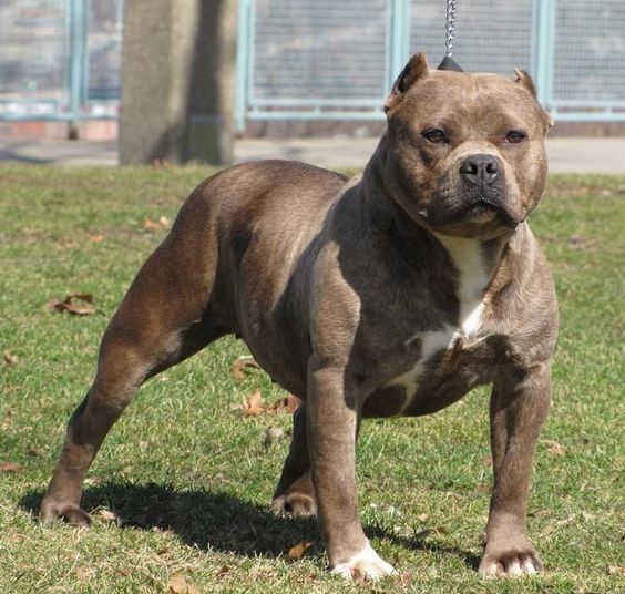 american bulldog crossed with pitbull