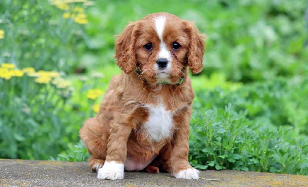 cavalier king charles spaniel puppies for sale