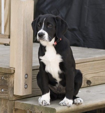 border collie and labrador mix