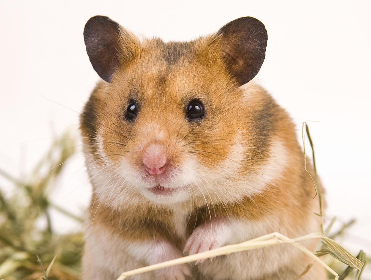 erkek hamster isimleri