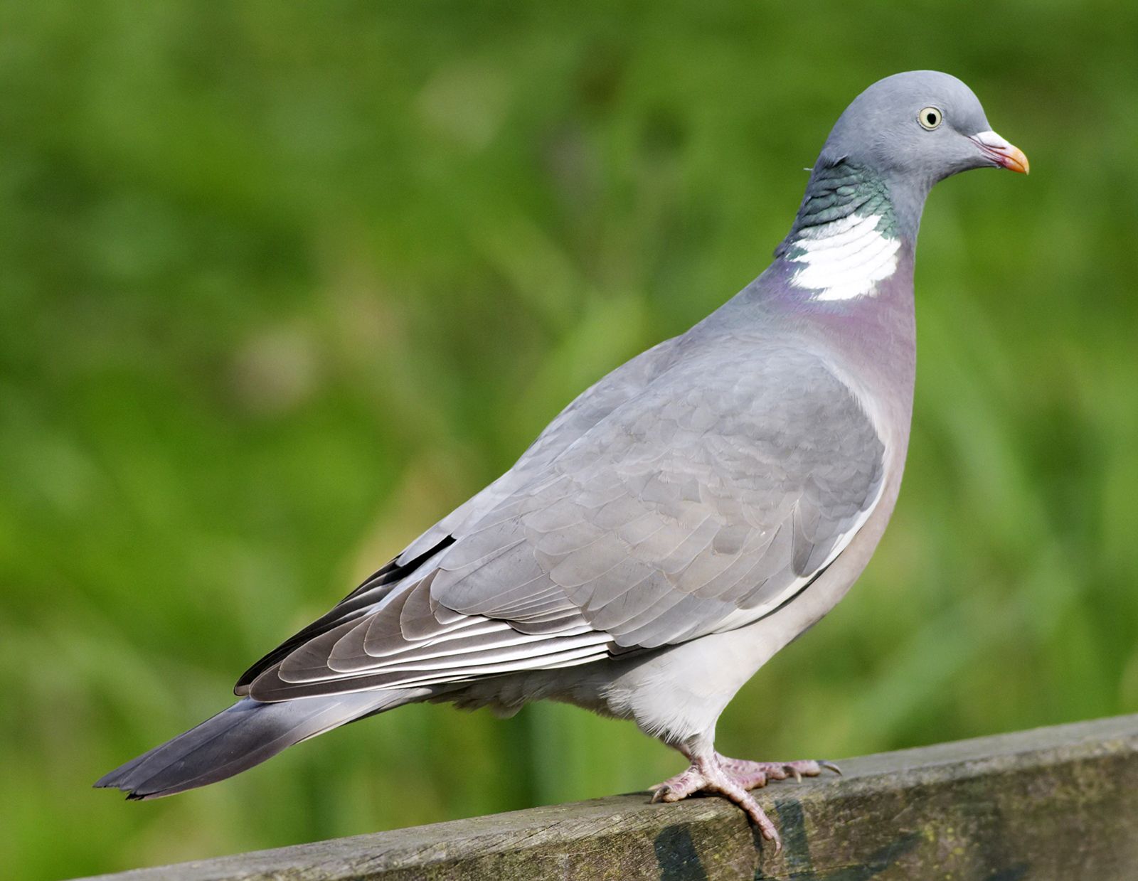 european pigeon