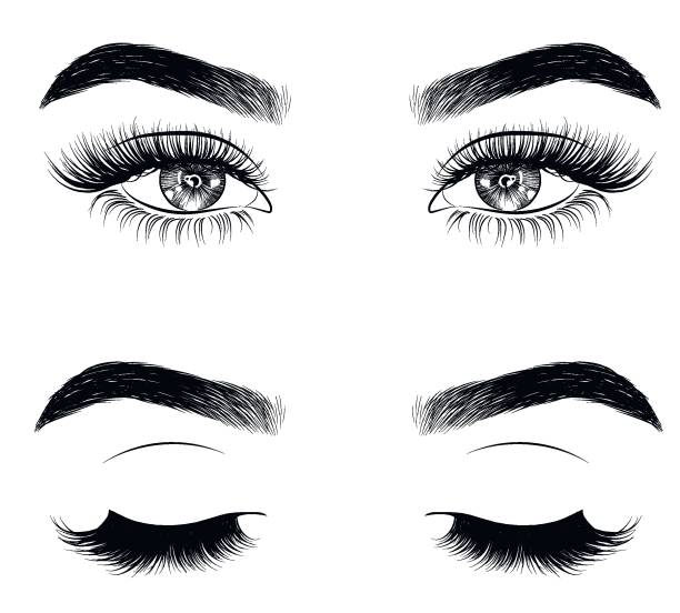 eyes and eyebrows clipart