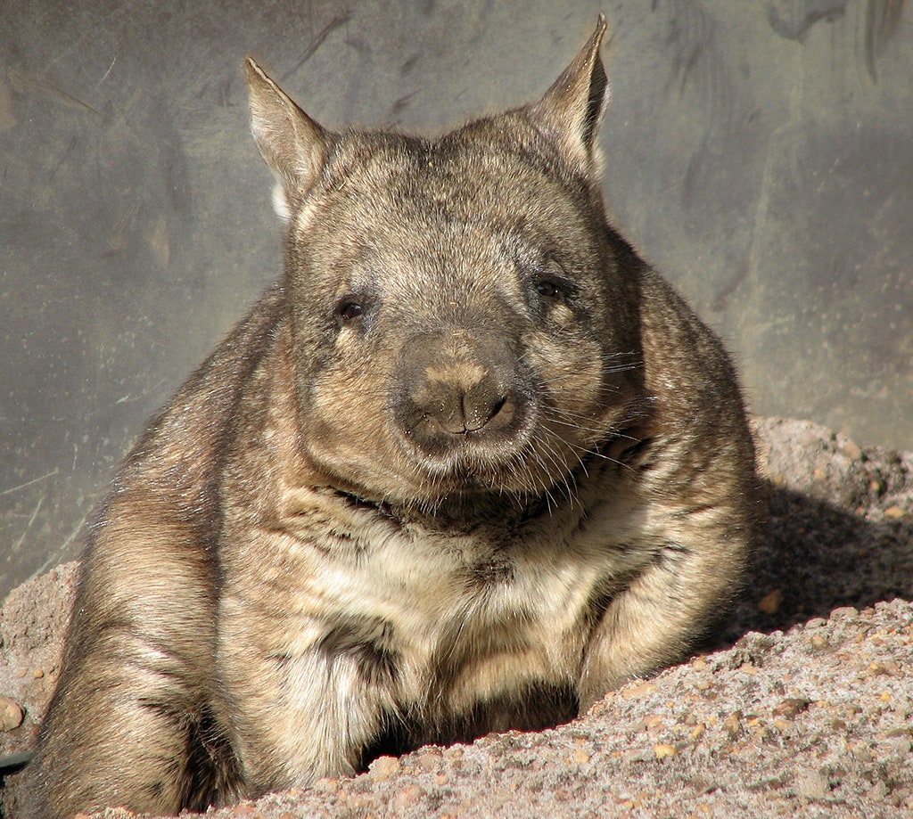 pissy wombat