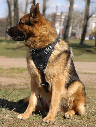 harness for german shepherd