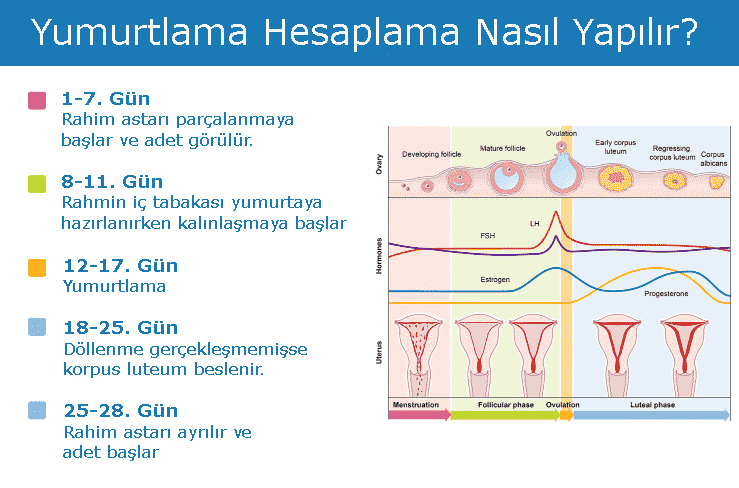 regl den kaç gün sonra hamile kalınır