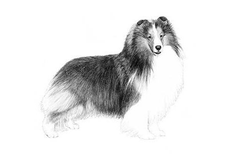 sheltie breeders in virginia