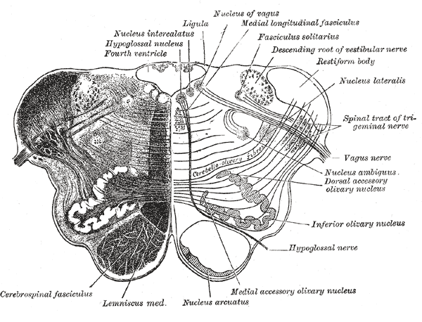 arcuate nucleus