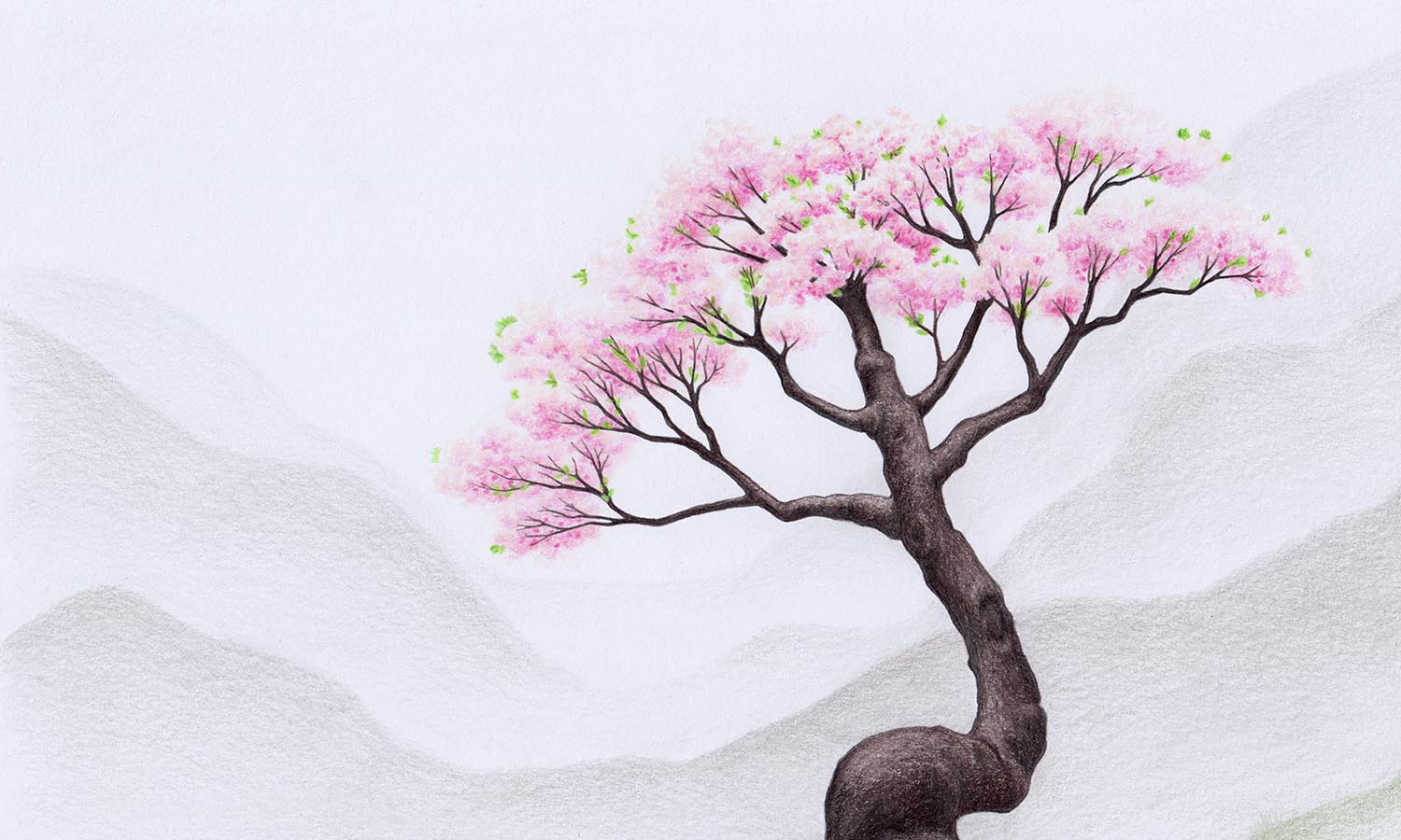 drawings of cherry blossom