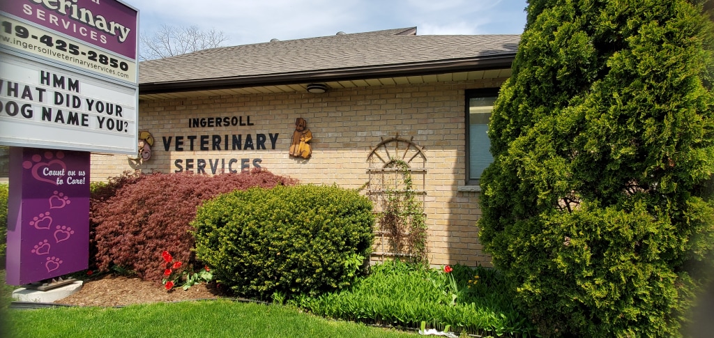 ingersoll vet services