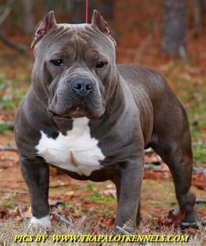 pitbull bully blue