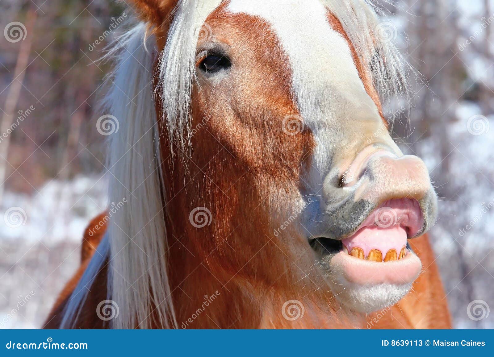 funny horse face