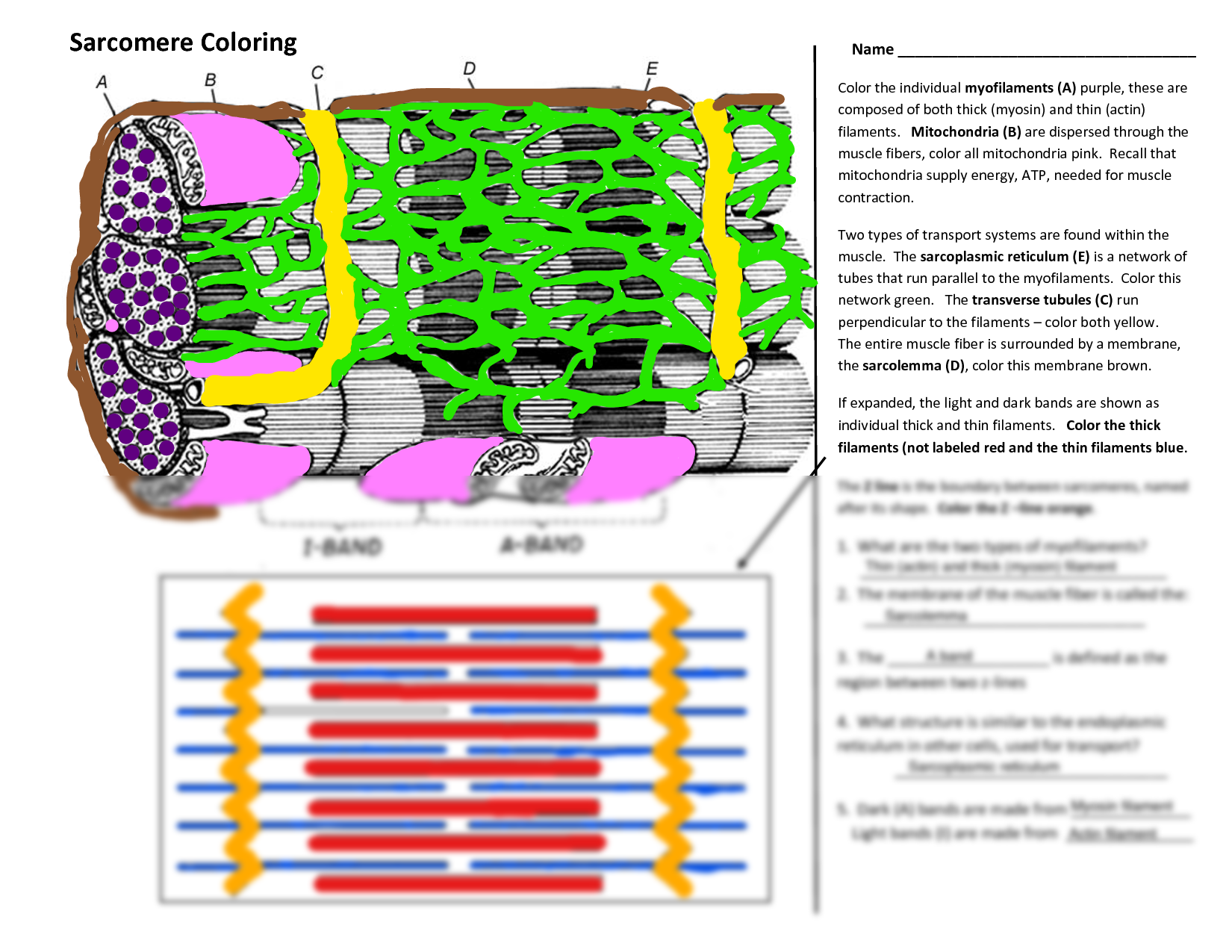 sliding filament theory coloring answers