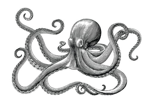 octopus pictures to draw
