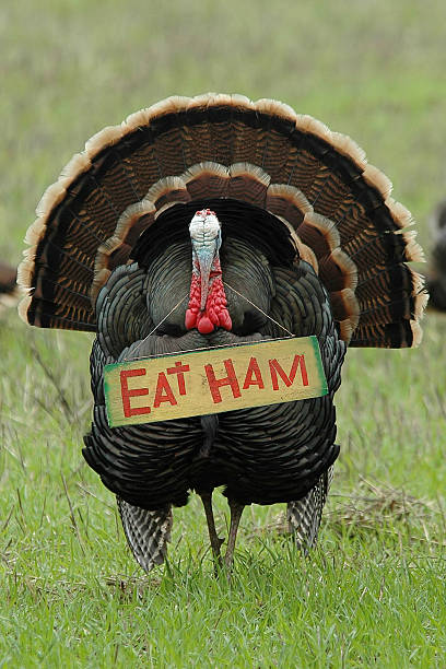 hilarious turkey pictures