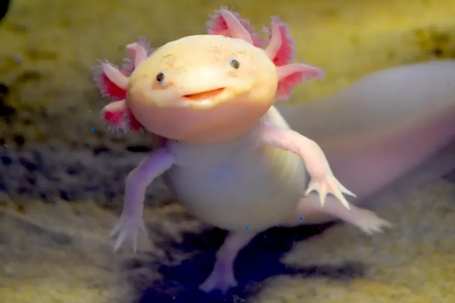 show me a pic of a axolotl