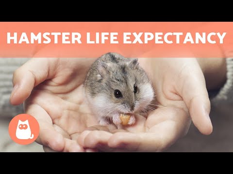 hamsters age expectancy