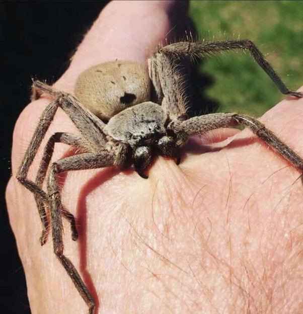 soñar que te pica una araña en la mano