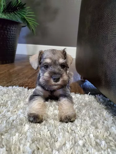 schnauzer precio mexico