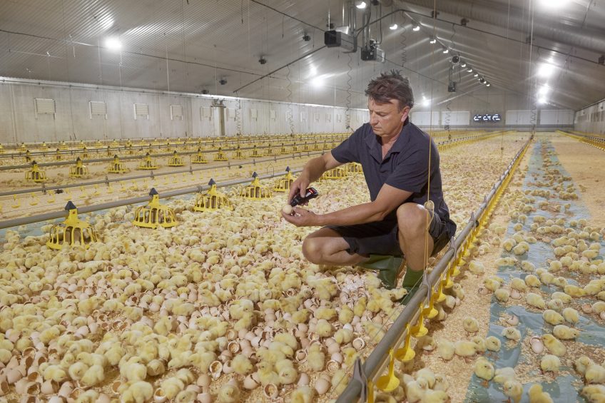 chick hatchery near me