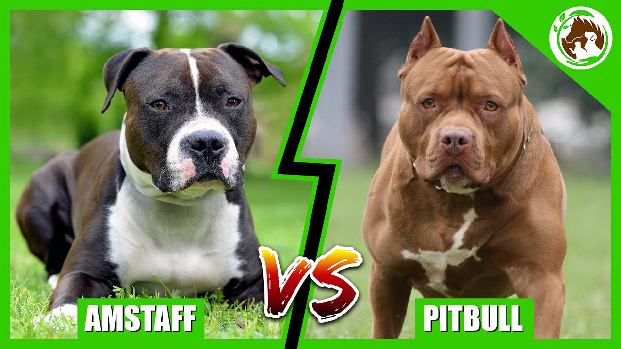 american pitbull terrier vs american staffordshire terrier