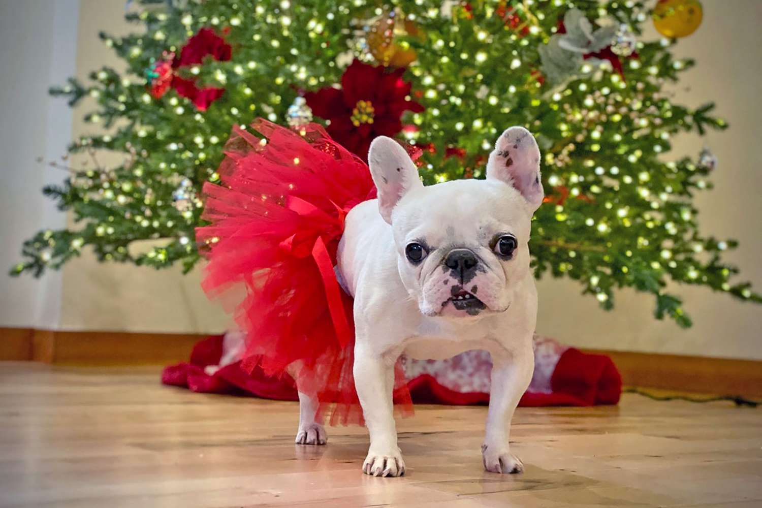 dogs in christmas costumes