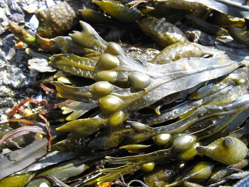 fake seaweed