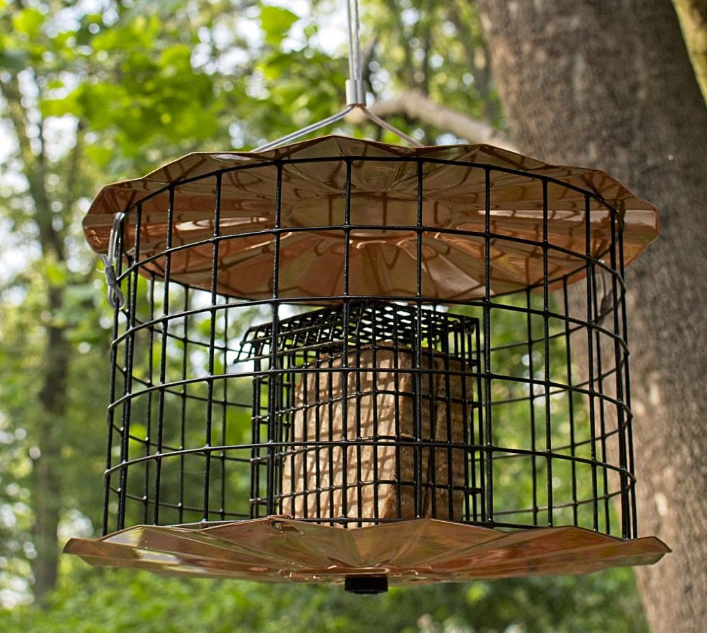 starling proof bird feeder