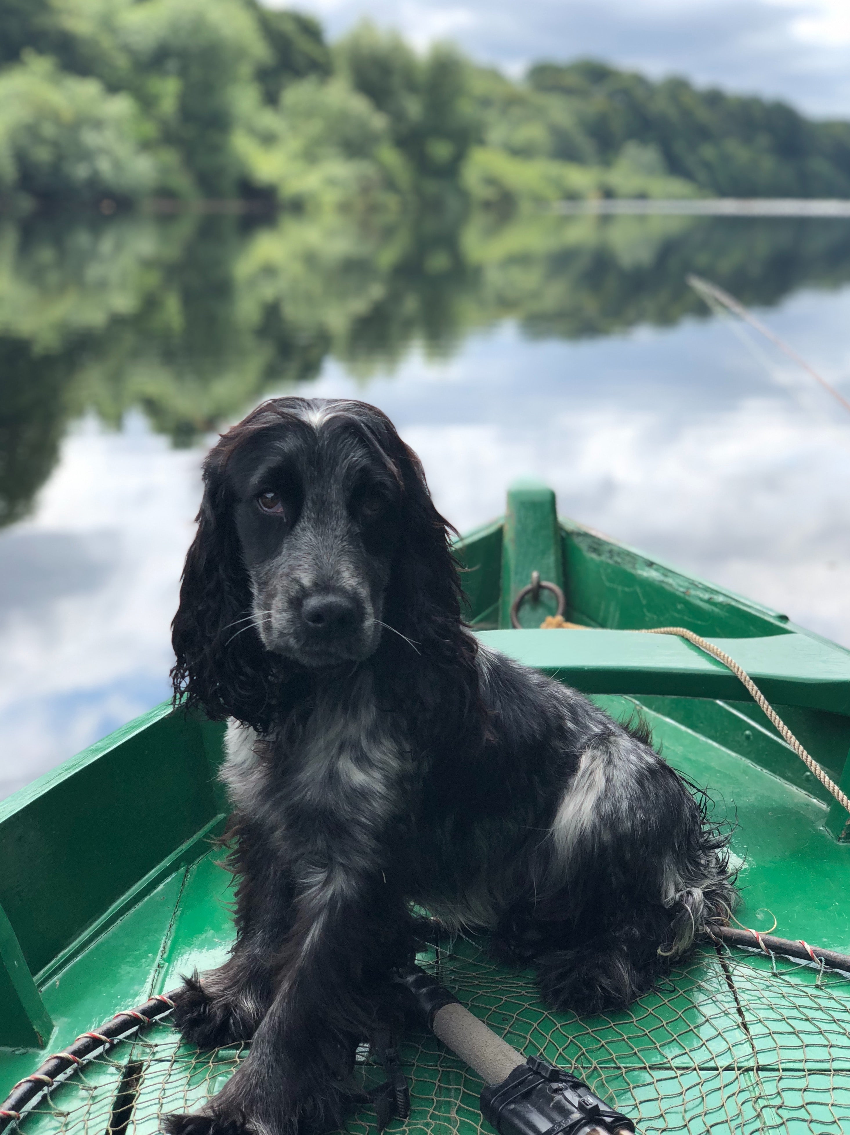 dog harness cocker spaniel