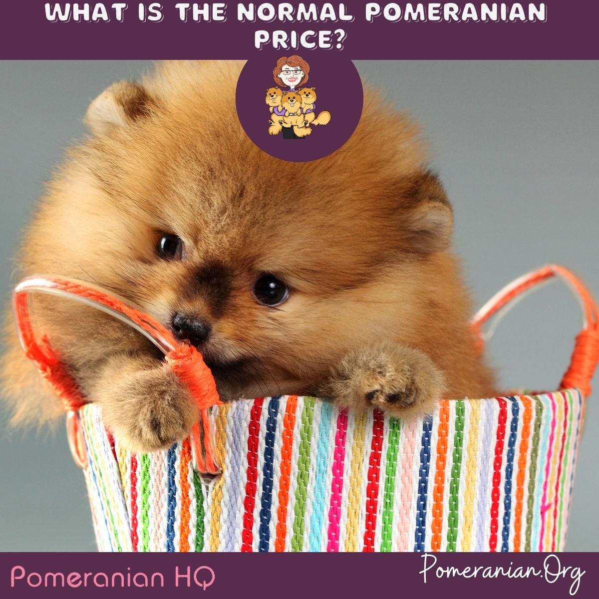 brown pomeranian dog price